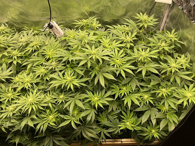 Viele Cannabis-Pflanzen mit breiten Blättern und beginnenden Blütenansätzen in einem Zelt.