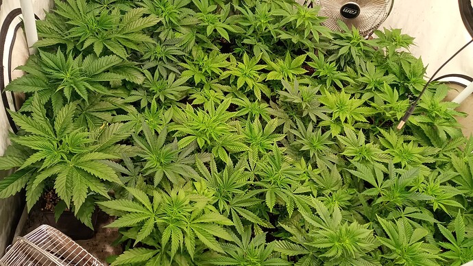 Growreport Bild 5
