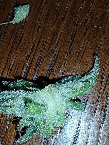 Growreport Bild 30