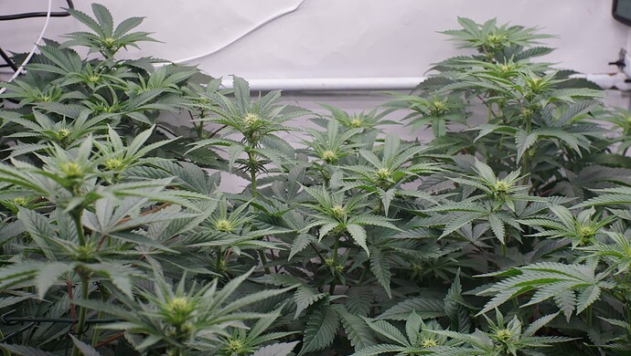 Growreport Bild 3