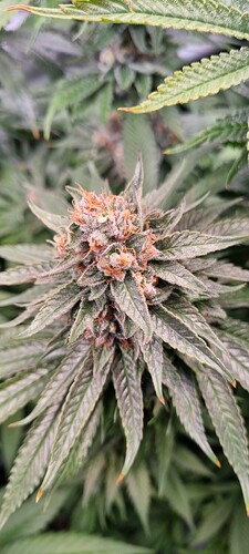 Growreport Bild 40