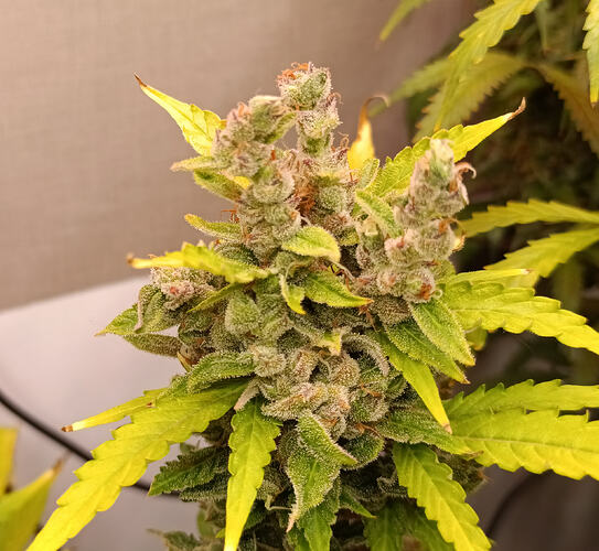 Growreport Bild 5
