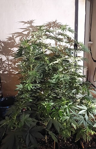 Growreport Bild 13
