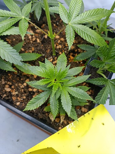 IMG_20240728_181356_068