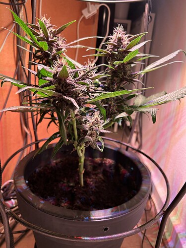 Growreport Bild 26