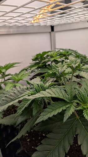 PXL_20250411_134001079.MP