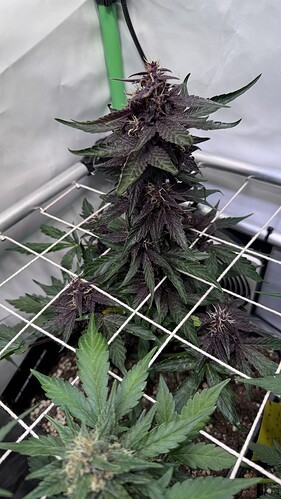 Growreport Bild 31