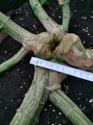 Growreport Bild 6