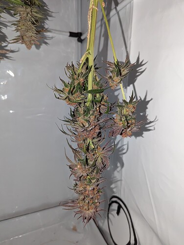 Growreport Bild 4