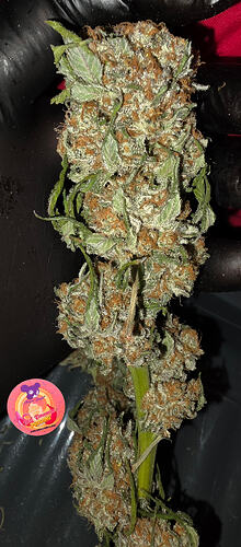 Growreport Bild 71