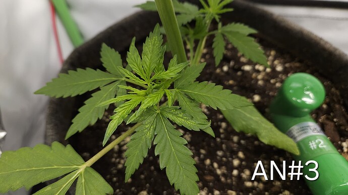 Growreport Bild 7