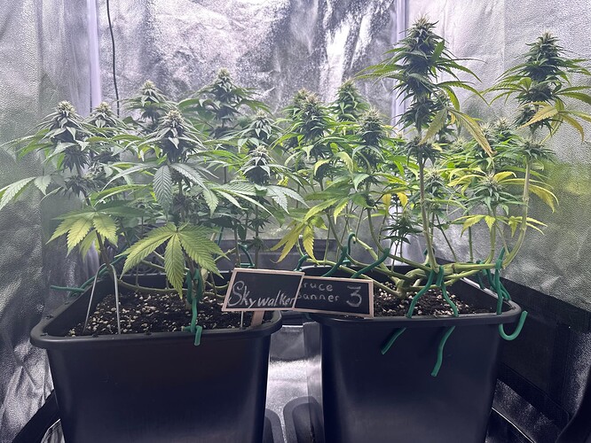 Growreport Bild 3