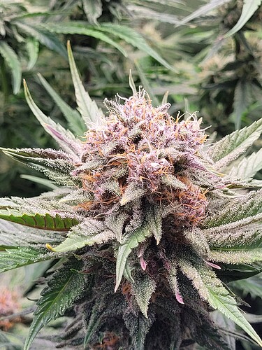 Growreport Bild 2