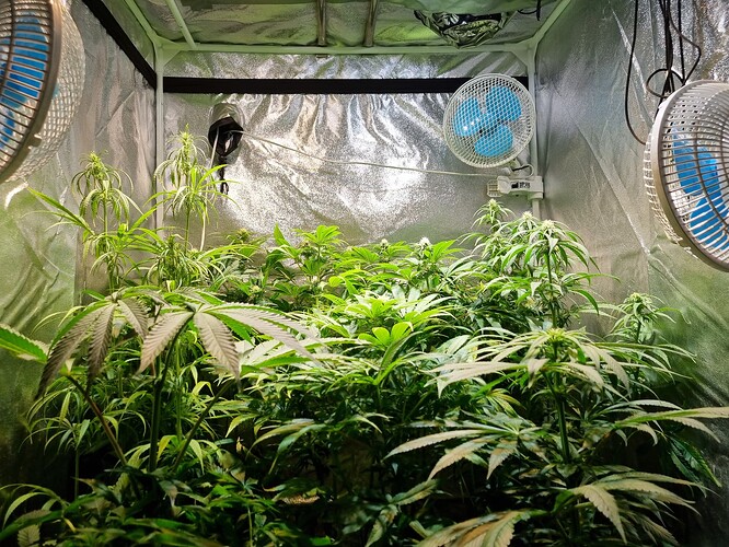 Mehrere Cannabis-Pflanzen in einer Growbox, die sich im Wuchs befinden. Ventilatoren sind an den Wänden montiert.