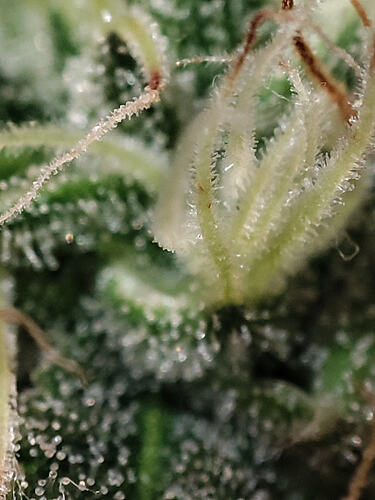 Growreport Bild 14