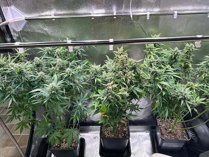 Growreport Bild 74
