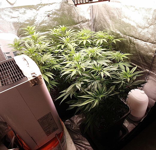 Growreport Bild 1