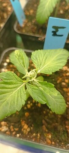 IMG_20240628_115959_1