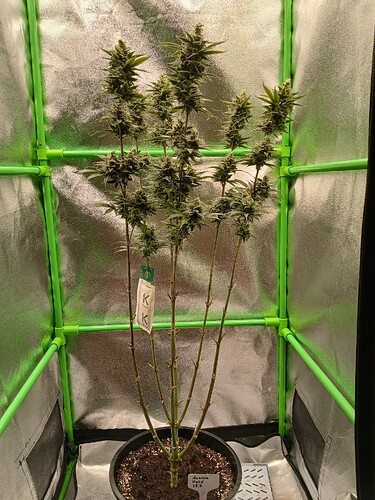 Growreport Bild 6