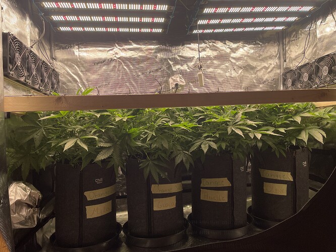 Mehrere Cannabis-Pflanzen in Stofftöpfen unter LED-Wachstumslichtern in einer Growbox.