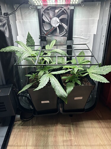 Growreport Bild 1
