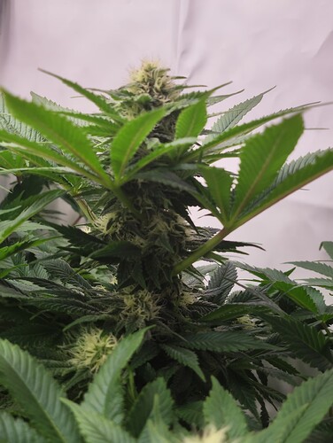 Growreport Bild 2