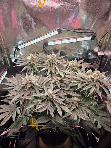 Eine blühende Cap Junky Cannabispflanze in einem Growzelt unter LED-Zusatzbeleuchtung.