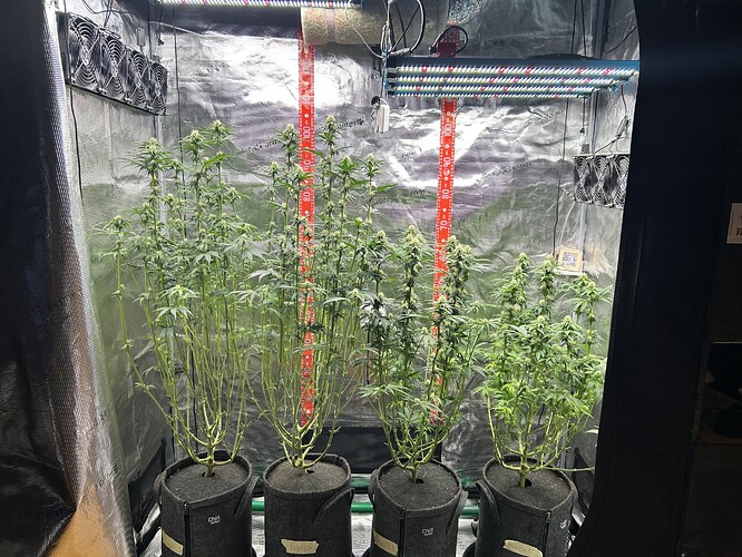 Vier Cannabis-Pflanzen in einem Growzelt, die sich in der Blütephase befinden und stark entlaubt wurden.