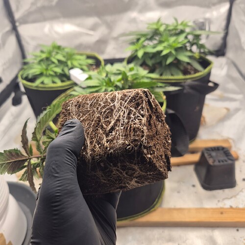 Growreport Bild 5