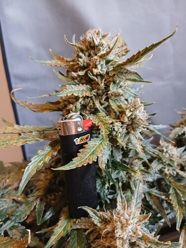 Growreport Bild 15