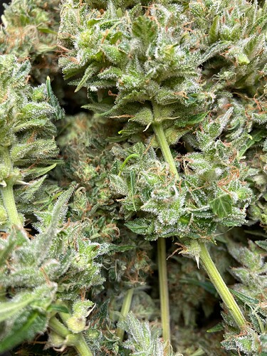 Growreport Bild 5
