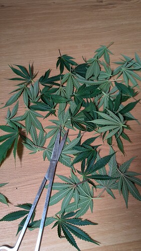 Growreport Bild 38