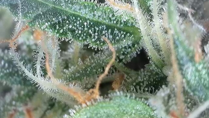 Growreport Bild 6