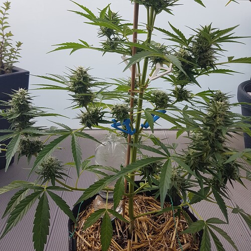 Growreport Bild 12