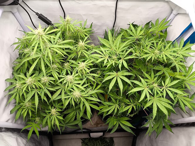 Growreport Bild 36