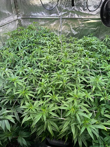 Growreport Bild 58