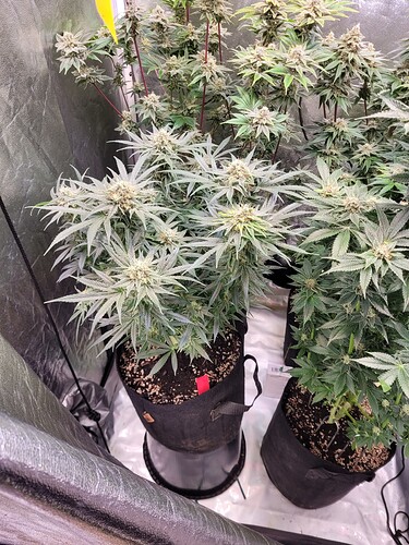 Growreport Bild 19