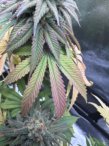 Growreport Bild 15