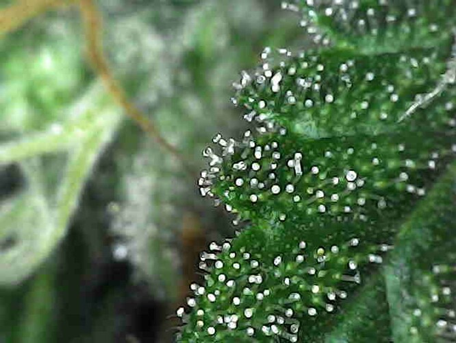 Growreport Bild 8