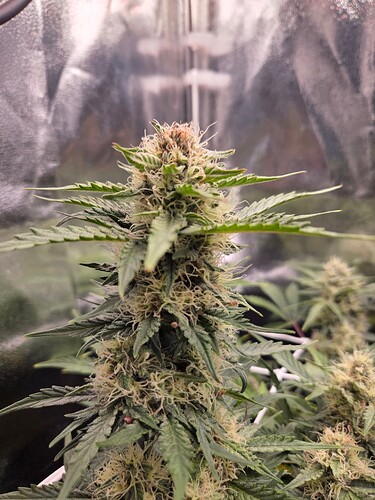 Growreport Bild 2