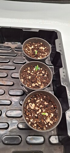 Growreport Bild 1