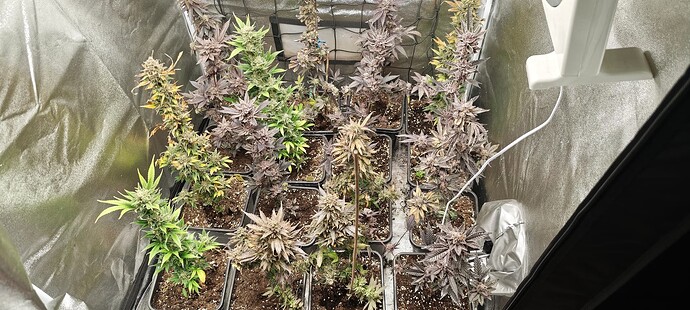 Growreport Bild 19