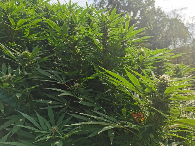 Growreport Bild 18