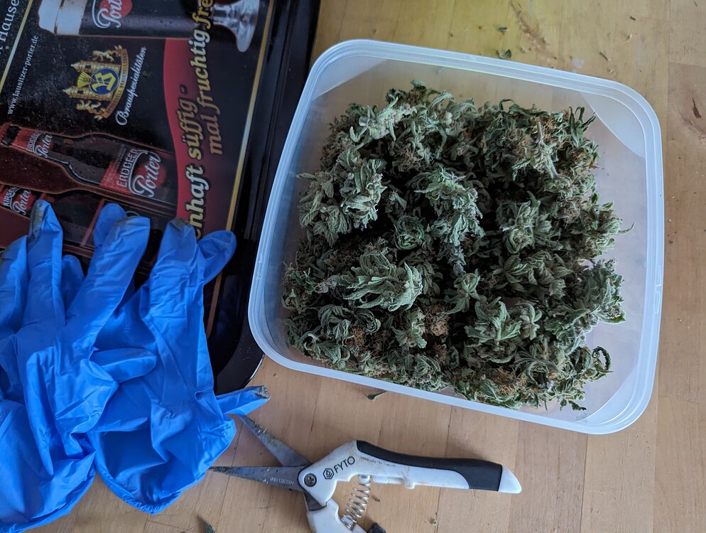 It’s about time - Super Cropping ✅ rettet die Veranstaltung aka. Haze vs Kush aka. Lazy grow|AC Infinity|Blumat|flo