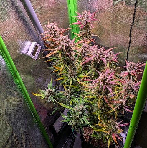 Growreport Bild 4
