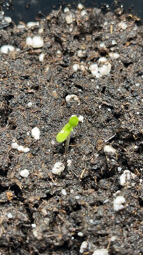 Growreport Bild 1