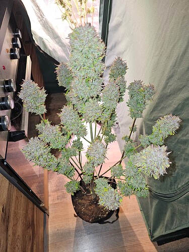 Growreport Bild 8