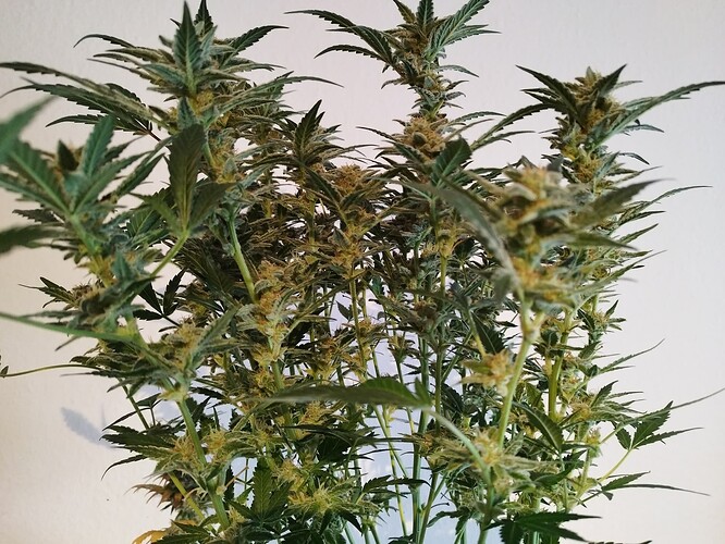 Growreport Bild 2