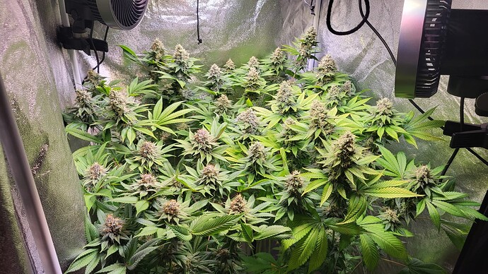 Eine blühende Cannabispflanze in einem Growzelt mit Ventilatoren.