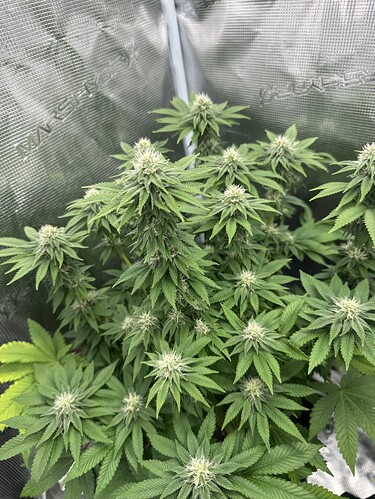 Growreport Bild 3